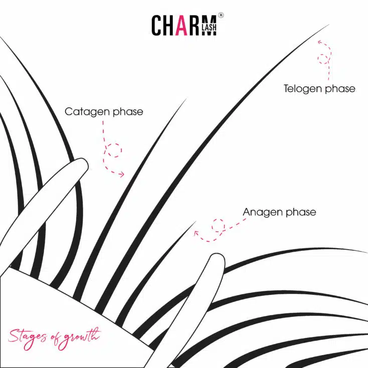Lash Isolation: How to Become a Professional? Stage of lash growth