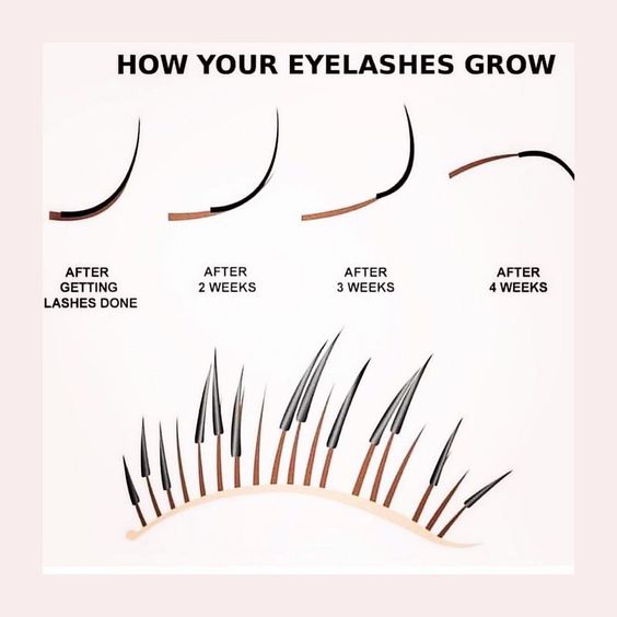 How eyelashes grow within 4 weeks