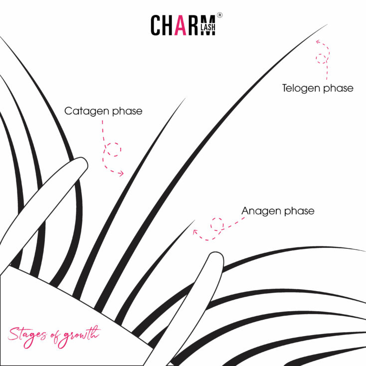 knowing stage of lash growth to avoid eyelash damage