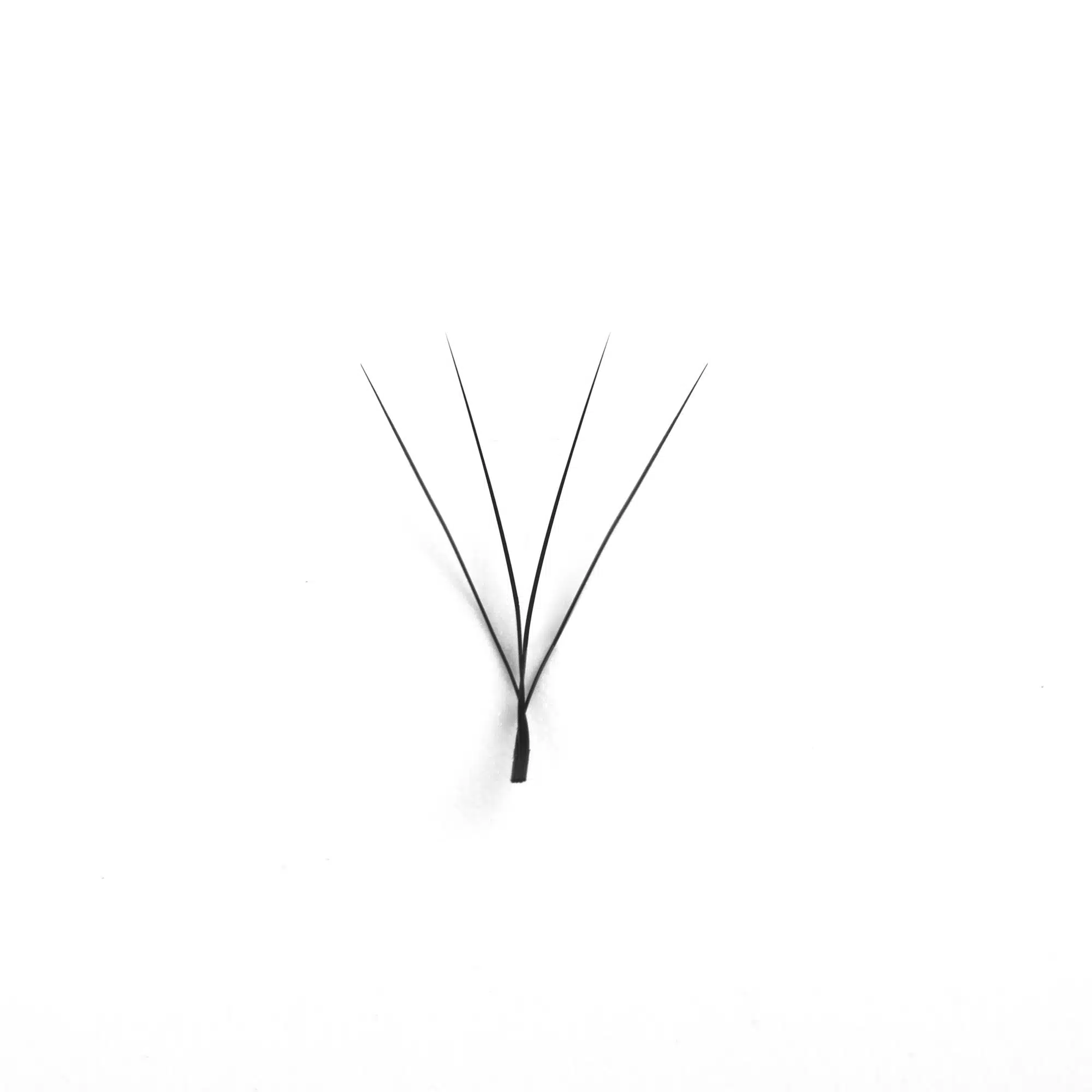 4D W eyelashes volume extensions