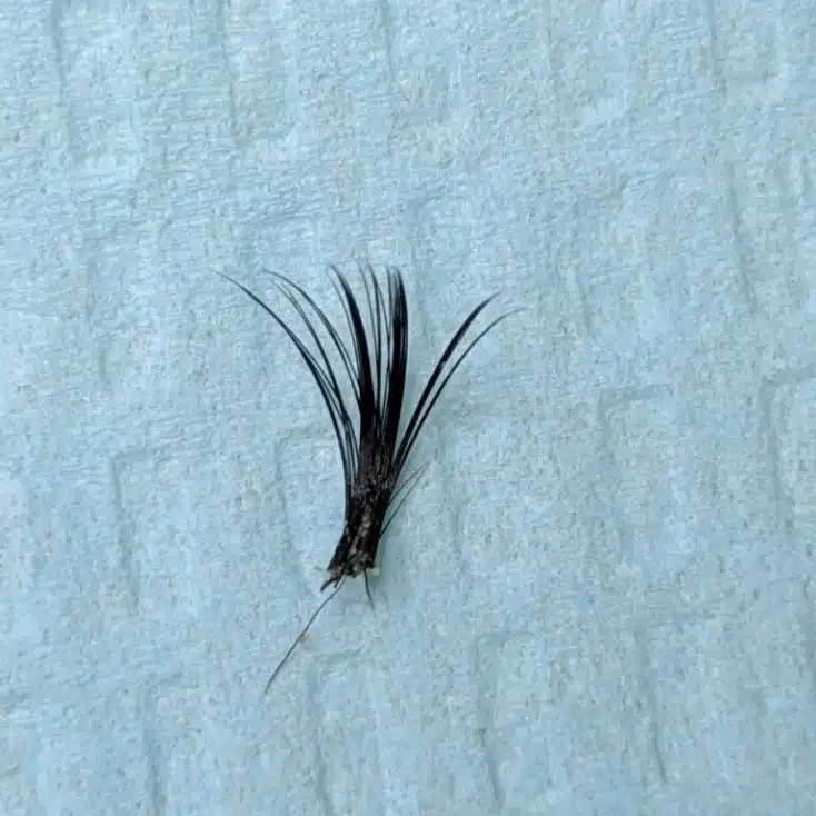 8 reasons that lead to bad lash extensions and how to prevent it not properly isolating lashes