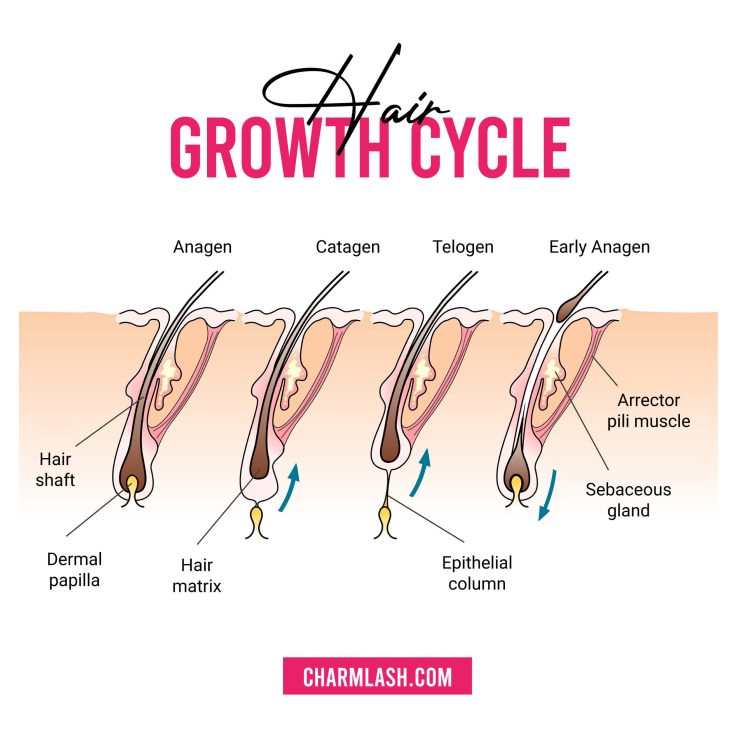 hair growth cycle stages - understanding the biology behind ingrown eyelashes (trichiasis)